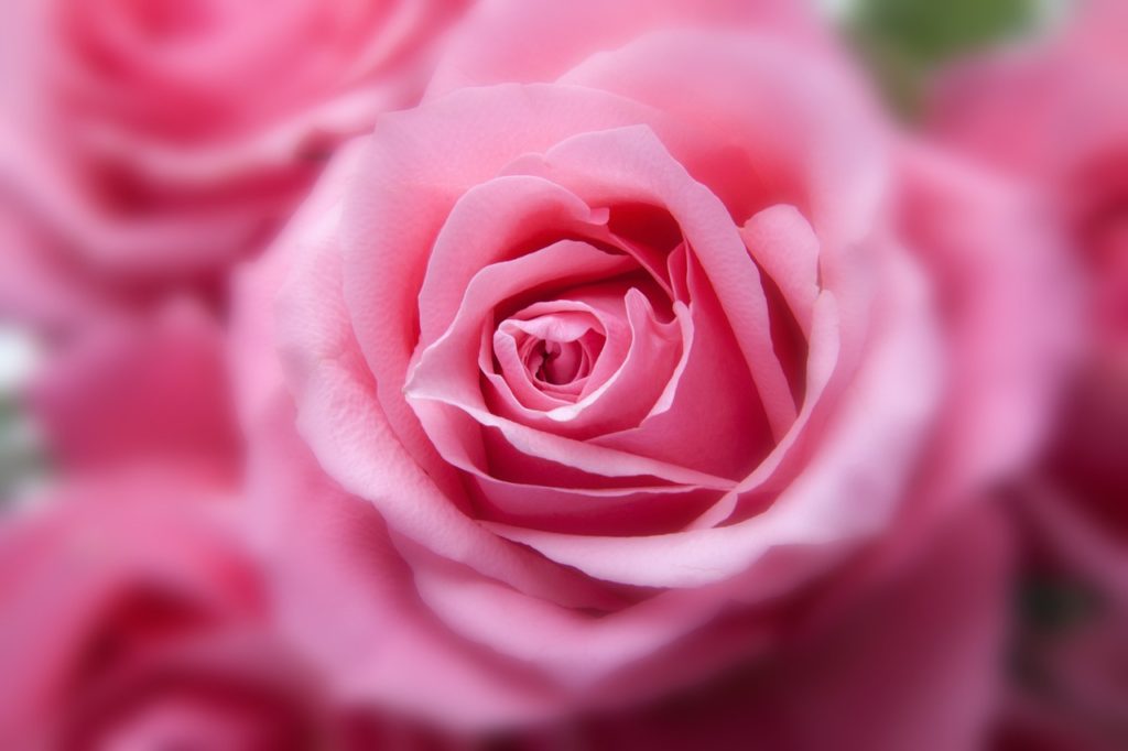 flower-roses-plant-194110 flower, roses, plant-194110.jpg